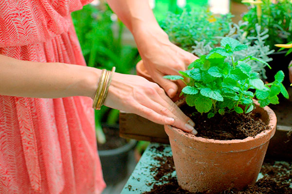 E ainda que a pessoa não disponha de um espaço adequado, como um quintal, é possível lançar mão do cultivo das plantas em vasos